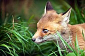 Red fox cub