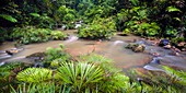 Tropical river bank