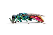 Ruby-tailed wasp