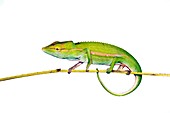Short-nosed chameleon