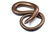 Slow worm