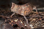 Brown leaf chameleon