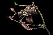 Female violin mantis