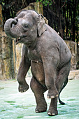 Young elephant on hind legs