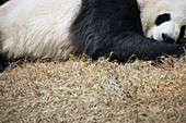 Sleeping giant panda