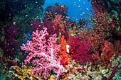 Reef coral and fish