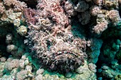 Stonefish camouflaged on corals
