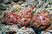 Stonefish mating congregation
