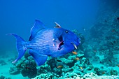 Blue triggerfish and cleaner wrasse