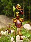 Mirror orchid,Ophrys speculum