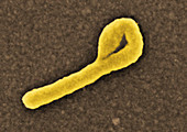 Ebola virus particle,SEM