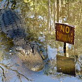 Alligator and no swimming sign