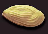 Miliolid foraminiferan,SEM