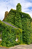 Ivy growth on a building