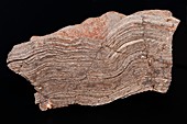 Fossil stromatolite