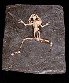 Propelodytes wagneri,fossil amphibian