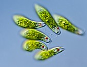 Euglena sp. protists,LM