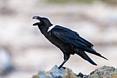 White-necked raven calling