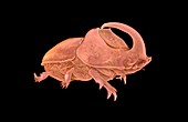 Rhinoceros beetle,micro-CT scan
