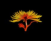 Chrysanthemum,micro-CT scan