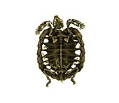 Tent tortoise,micro-CT scan