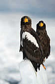Steller's sea eagles