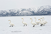 Whooper swans