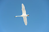 Whooper swan in flight