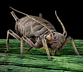 Black aphid feeding on sap,SEM