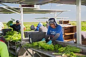 Celery harvest,Florida,USA