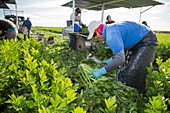 Celery harvest,Florida,USA