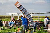 Celery harvest,Florida,USA