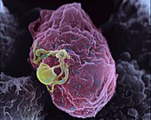 HIV budding from lymphocyte,SEM