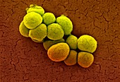 Micrococcus luteus bacteria,SEM