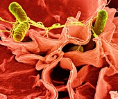 Salmonella typhimurium bacteria,SEM