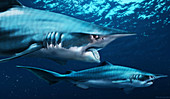 Helicoprion prehistoric shark