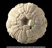 Temnocidaris sceptrifera fossil echinoid
