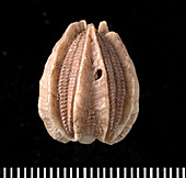 Deltoblastus fossil blastoid