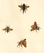 English Insect illustration,James Barbut
