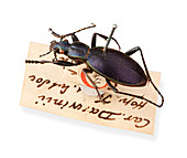 Ceroglossus Beetle