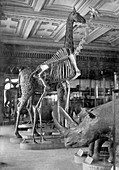Mammal Pavilion,5th July 1892
