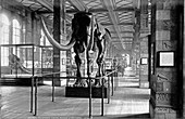 The Natural History Museum,1892