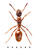 Common Red Ant