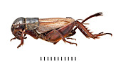 Field Cricket