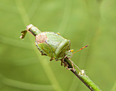 Green shield bug