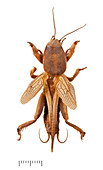 Mole cricket