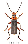 Cantharis rustica,Soldier beetle