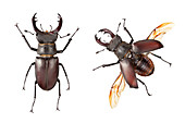 Stag Beetle male