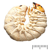 Stag Beetle larva