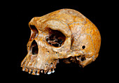 Broken Hill skull,Homo heidelbergensis
